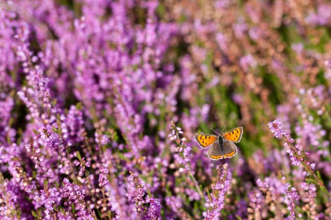 Small Copper (Lycaena phlaeas). County Durham, United Kingdom. August 2022