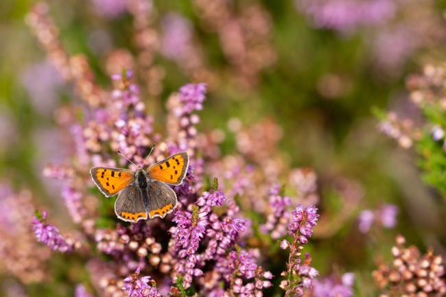 Small Copper (Lycaena phlaeas). County Durham, United Kingdom. August 2022