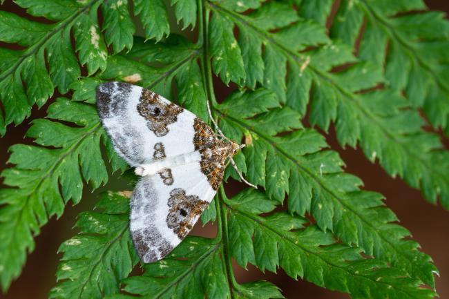 Blue-bordered Carpet (Plemyria rubiginata). County Durham, United Kingdom. August 2022