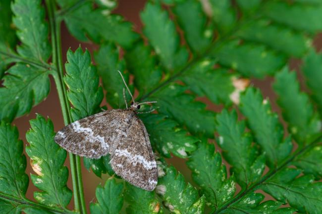 Rivulet (Perizoma affinitata). County Durham, United Kingdom. August 2022