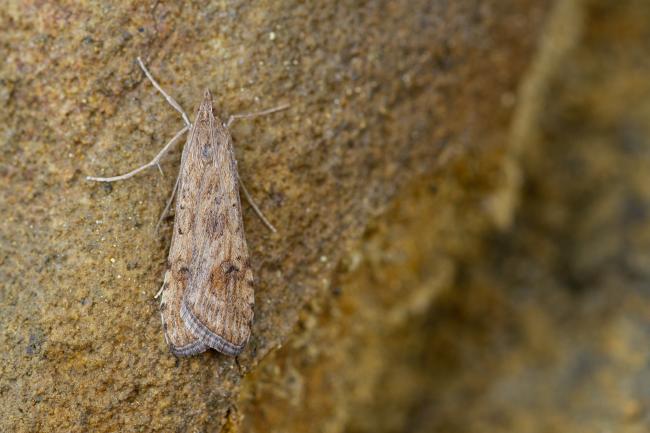 Rush Veneer (Nomophila noctuella). County Durham, United Kingdom. September 2022