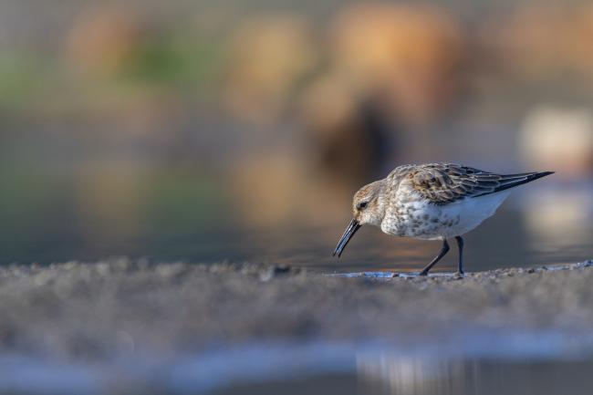 Dunlin (Calidris alpina). County Durham, United Kingdom. September 2022