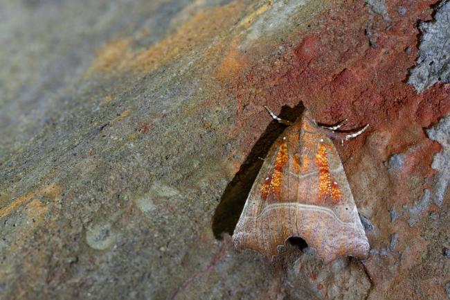 Herald (Scoliopteryx libatrix). County Durham, United Kingdom. September 2022