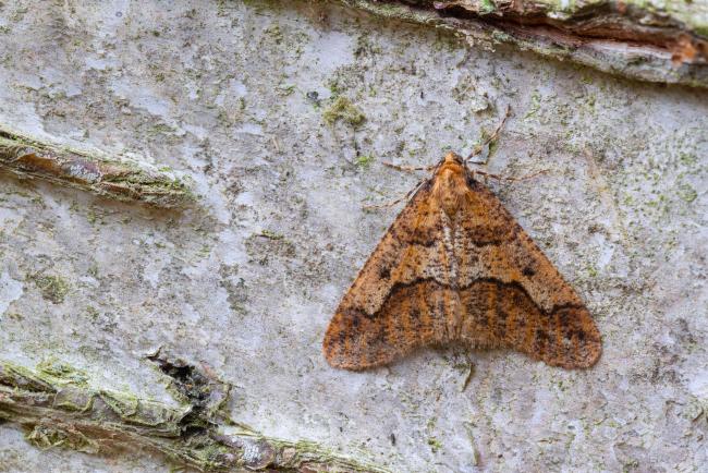 Mottled Umbar (Erannis defoliaria). County Durham, United Kingdom. October 2022