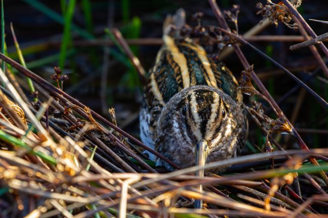 Jack Snipe (Lymnocryptes minimus). County Durham, United Kingdom. December 2022