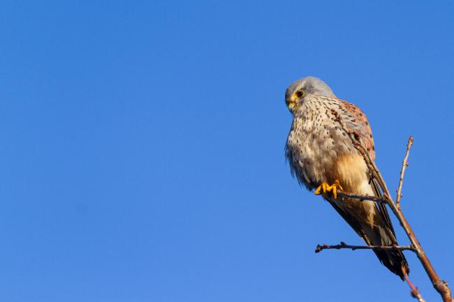 Common Kestrel (Falco tinnunculus). West Sussex, United Kingdom. January 2023
