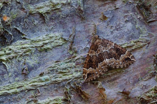Water Carpet (Lampropteryx suffumata). County Durham, United Kingdom. March 2023