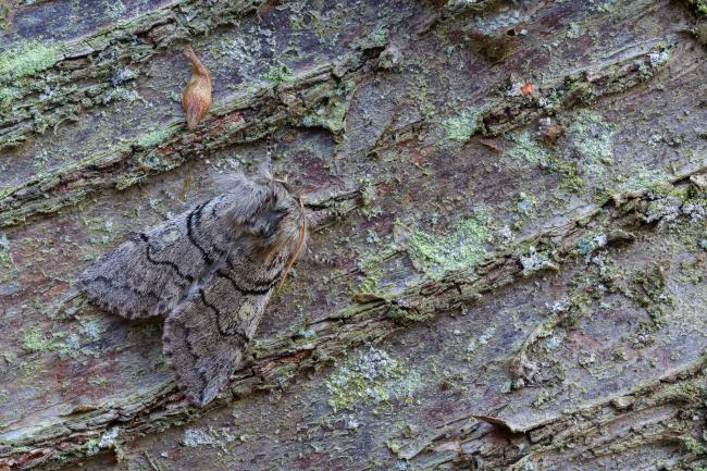 Yellow Horned (Achlya flavicornis). County Durham, United Kingdom. March 2023