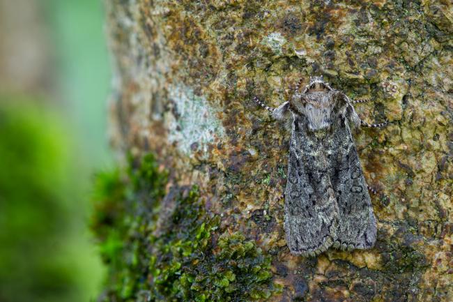 Frosted Green (Polyploca ridens). West Sussex, United Kingdom. April 2023