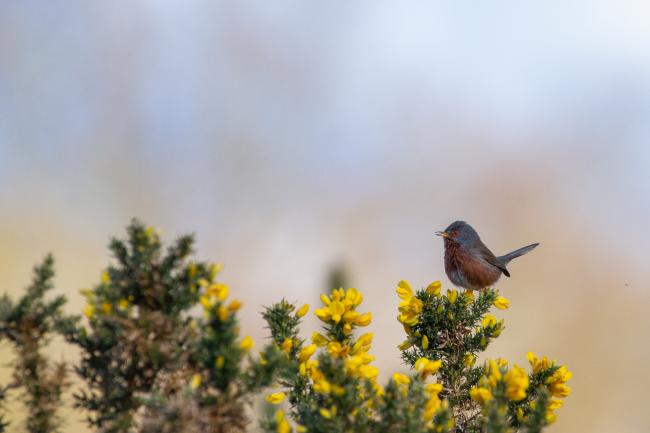 Dartford Warbler (Sylvia undata). Surrey, United Kingdom. April 2023