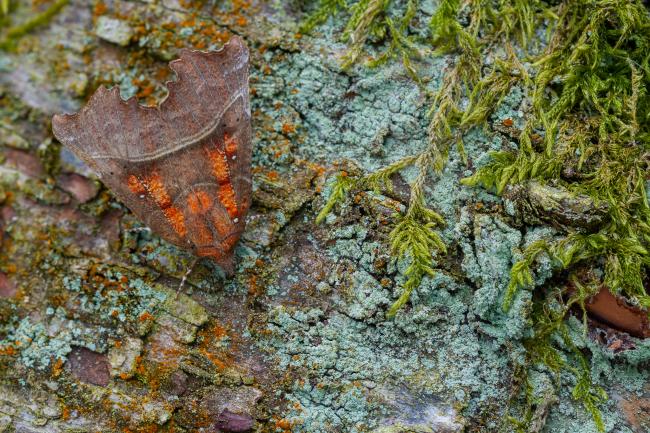 Herald (Scoliopteryx libatrix). County Durham, United Kingdom. May 2023