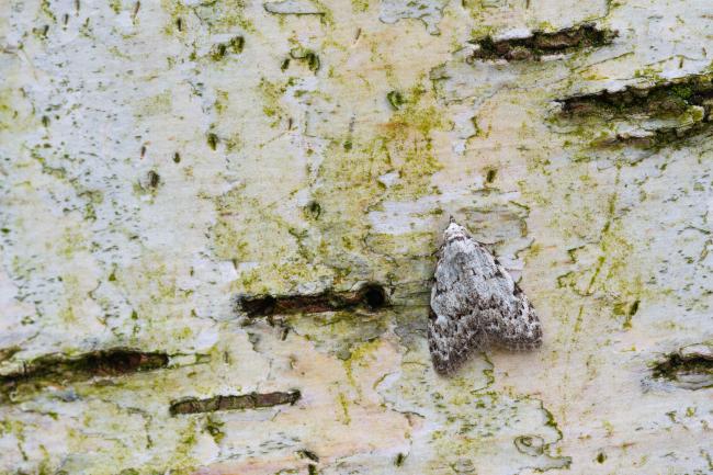 Least Black Arches (Nola confusalis). County Durham, United Kingdom. May 2023