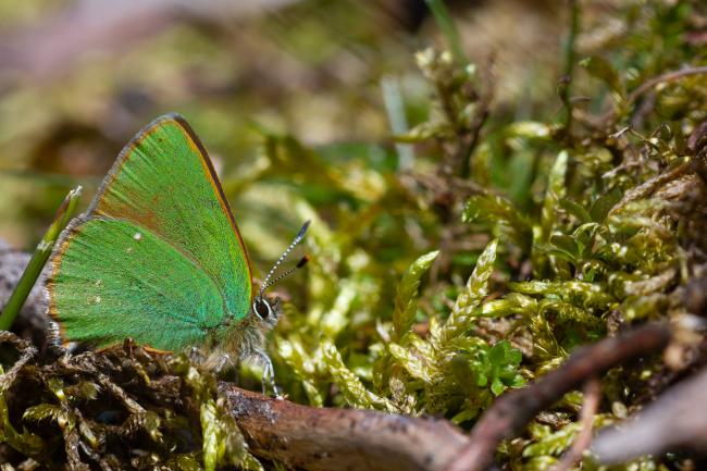 Green Hairstreak (Callophrys rubi). County Durham, United Kingdom. May 2023