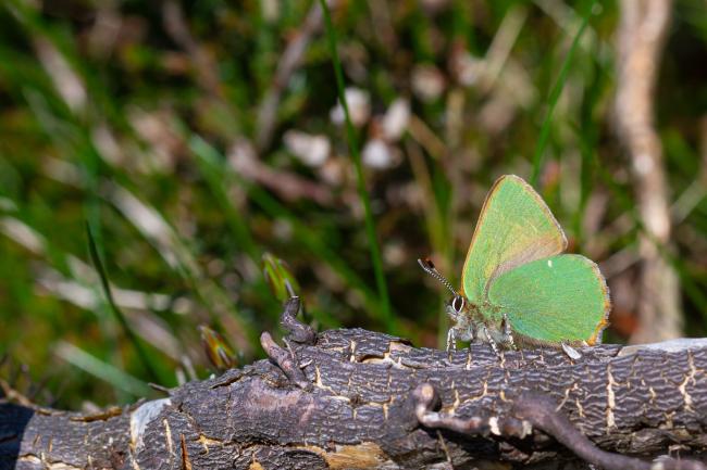 Green Hairstreak (Callophrys rubi). County Durham, United Kingdom. May 2023