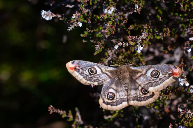 Small Emperor Moth (Saturnia pavonia). County Durham, United Kingdom. May 2023