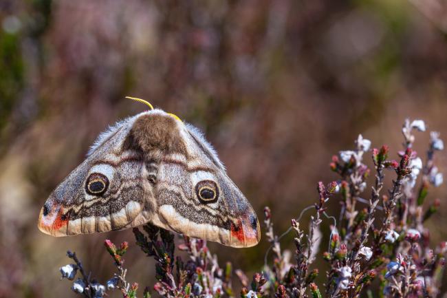 Small Emperor Moth (Saturnia pavonia). County Durham, United Kingdom. May 2023