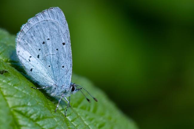 Holly Blue (Celastrina argiolus). County Durham, United Kingdom. May 2023