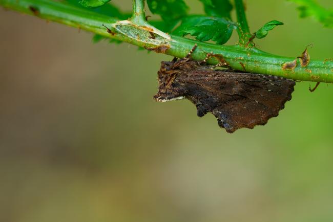 Coxcomb Prominent (Ptilodon capucina). County Durham, United Kingdom. May 2023