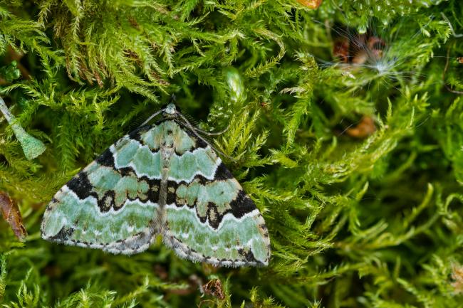 Green Carpet (Colostygia pectinataria). County Durham, United Kingdom. May 2023