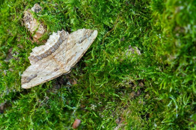 Waved Umber (Menophra abruptaria). West Sussex, United Kingdom. May 2023