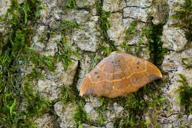 Oak hook-tip (Watsonalla binaria). West Sussex, United Kingdom. May 2023