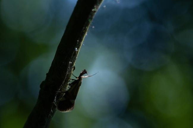Common Tubic (Alabonia geoffrella). Surrey, United Kingdom. May 2023