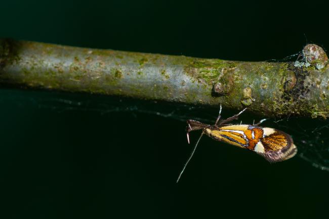 Common Tubic (Alabonia geoffrella). Surrey, United Kingdom. May 2023