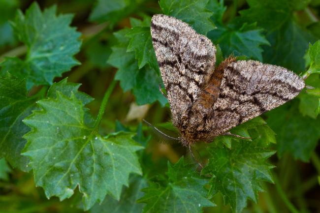 Brindled Beauty (Lycia hirtaria). West Sussex, United Kingdom. May 2023