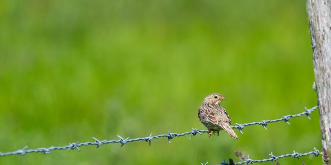 Corn Bunting (Emberiza calandra). East Sussex, United Kingdom. June 2023