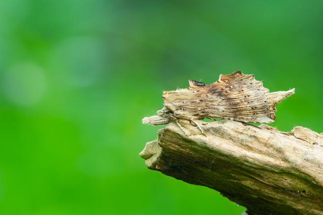 Pale Prominent (Pterostoma palpina). Oxfordshire, United Kingdom. June 2023