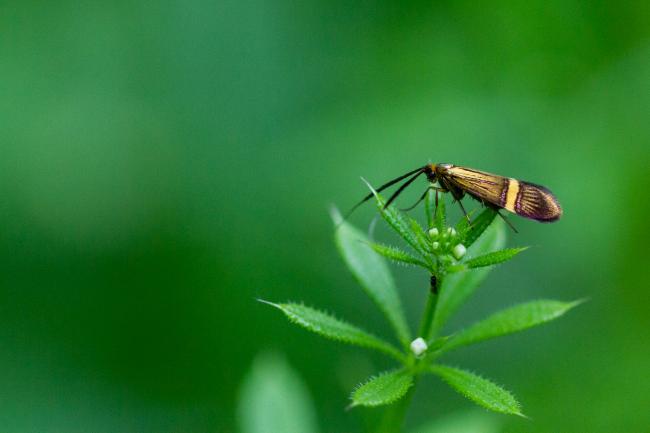Yellow-barred Long-horn (Nemophora degeerella). County Durham, United Kingdom. June 2023