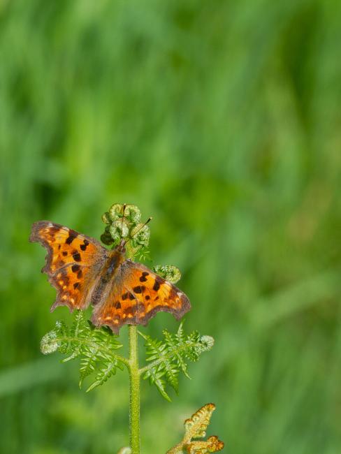 Comma (Polygonia c-album). County Durham, United Kingdom. June 2023