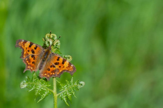 Comma (Polygonia c-album). County Durham, United Kingdom. June 2023