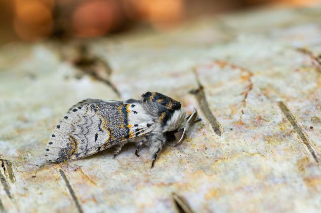 Sallow Kitten (Furcula furcula). County Durham, United Kingdom. June 2023