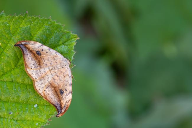 Pebble Hook-tip (Drepana falcataria). County Durham, United Kingdom. June 2023