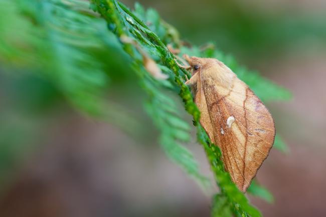 Drinker (Euthrix potatoria). County Durham, United Kingdom. June 2023