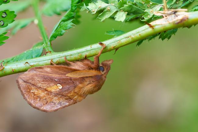 Drinker (Euthrix potatoria). County Durham, United Kingdom. June 2023