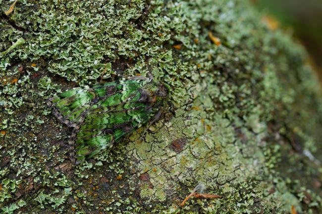 Green Arches (Anaplectoides prasina). County Durham, United Kingdom. June 2023