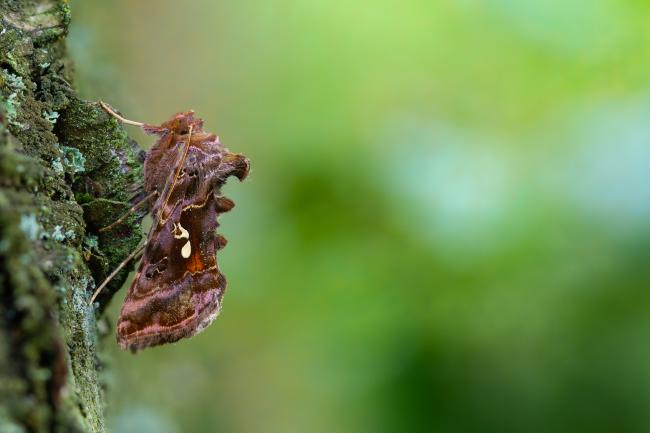 Beautiful Golden Y (Autographa pulchrina). County Durham, United Kingdom. June 2023