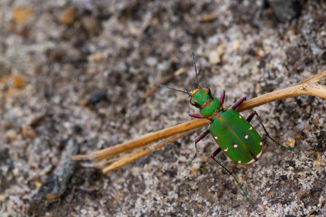 Green Tiger Beetle (Cicindela campestris). County Durham, United Kingdom. June 2023