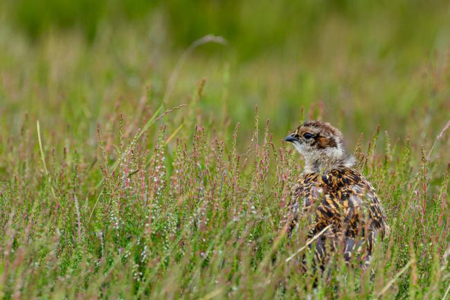 Red Grouse (Lagopus lagopus scotica). County Durham, United Kingdom. July 2023