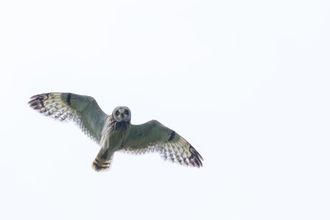 Short-eared Owl (Asio flammeus). Northumberland, United Kingdom. July 2023