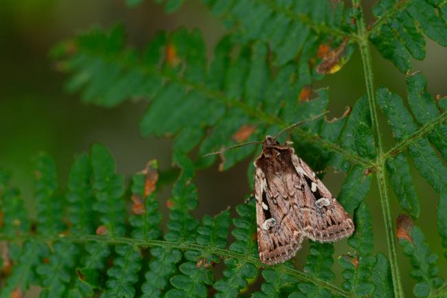 Heath Rustic (Xestia agathina). County Durham, United Kingdom. September 2023