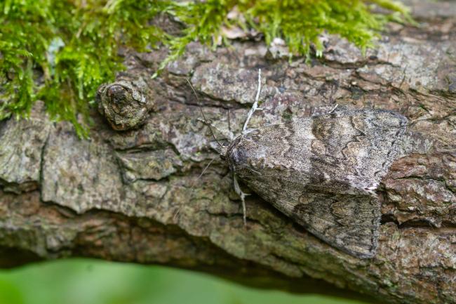 Red Underwing (Catocala nupta). County Durham, United Kingdom. September 2023