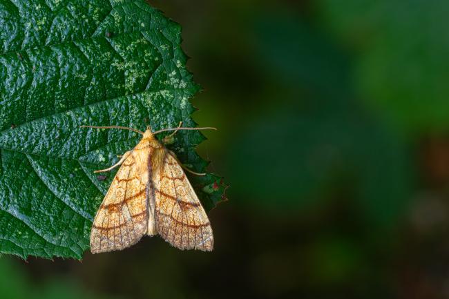 Orange Sallow (Tiliacea citrago). County Durham, United Kingdom. September 2023
