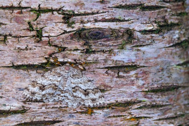 Engrailed (Ectropis crepuscularia). County Durham, United Kingdom. February 2024
