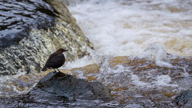 White-throated Dipper (Cinclus cinclus). County Durham, United Kingdom. March 2024
