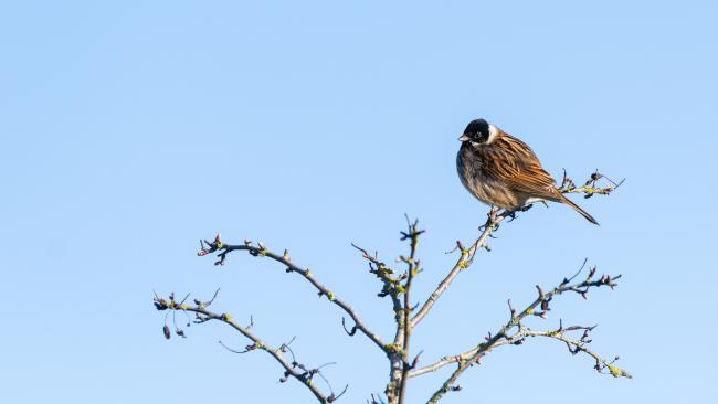 Common Reed Bunting (Emberiza schoeniclus). County Durham, United Kingdom. March 2024