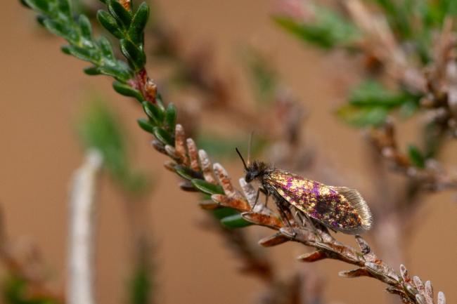 Micro Moth (Eriocrania sp.). Surrey, United Kingdom. March 2024
