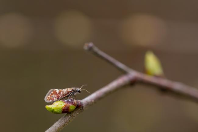 Micro Moth (Eriocrania sp.). Surrey, United Kingdom. March 2024